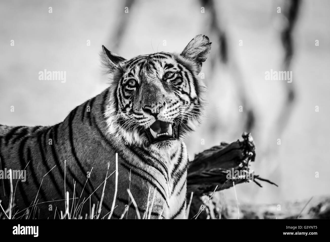 Royal Bengal tiger Stock Photo - Alamy