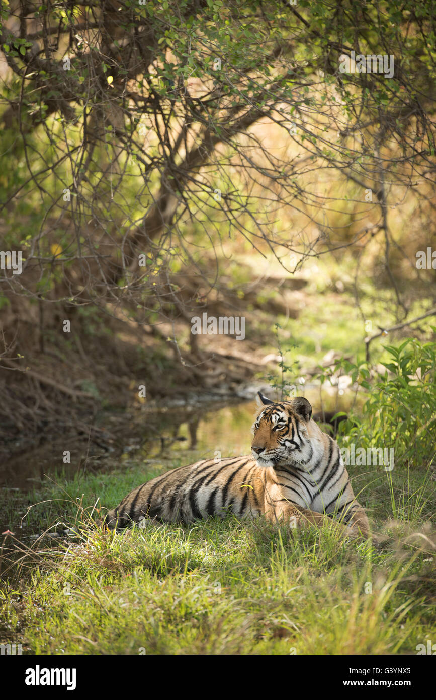 Royal Bengal tiger Stock Photo - Alamy