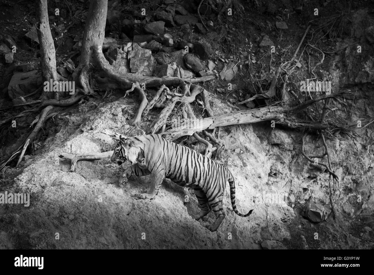 Royal Bengal tiger Stock Photo Alamy
