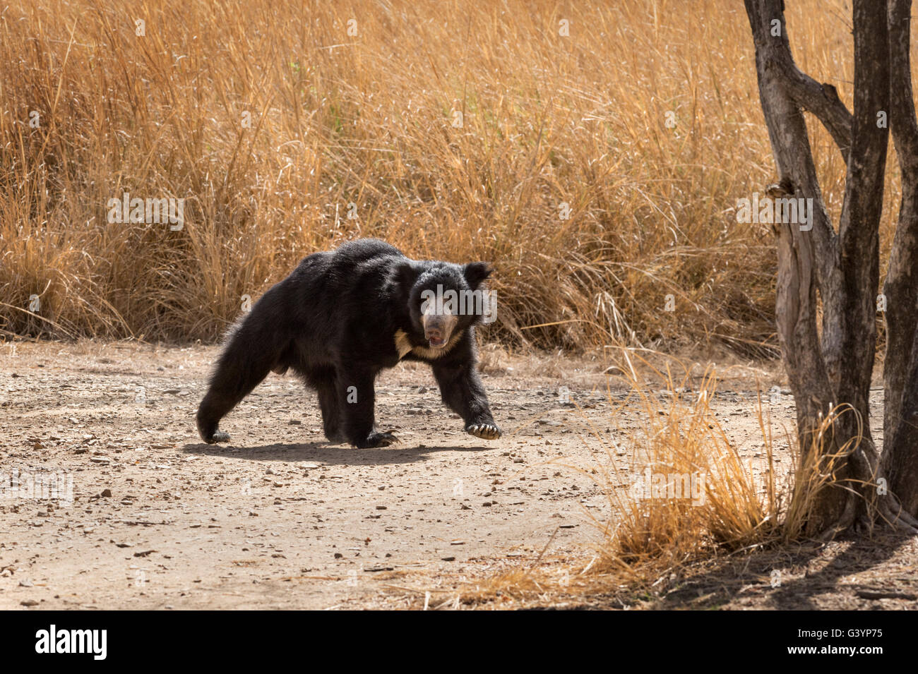 Sloth bear walking hi-res stock photography and images - Alamy