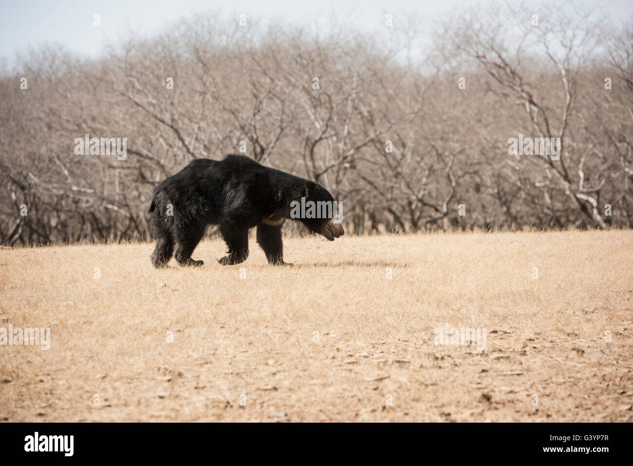 Sloth walking hi-res stock photography and images - Alamy