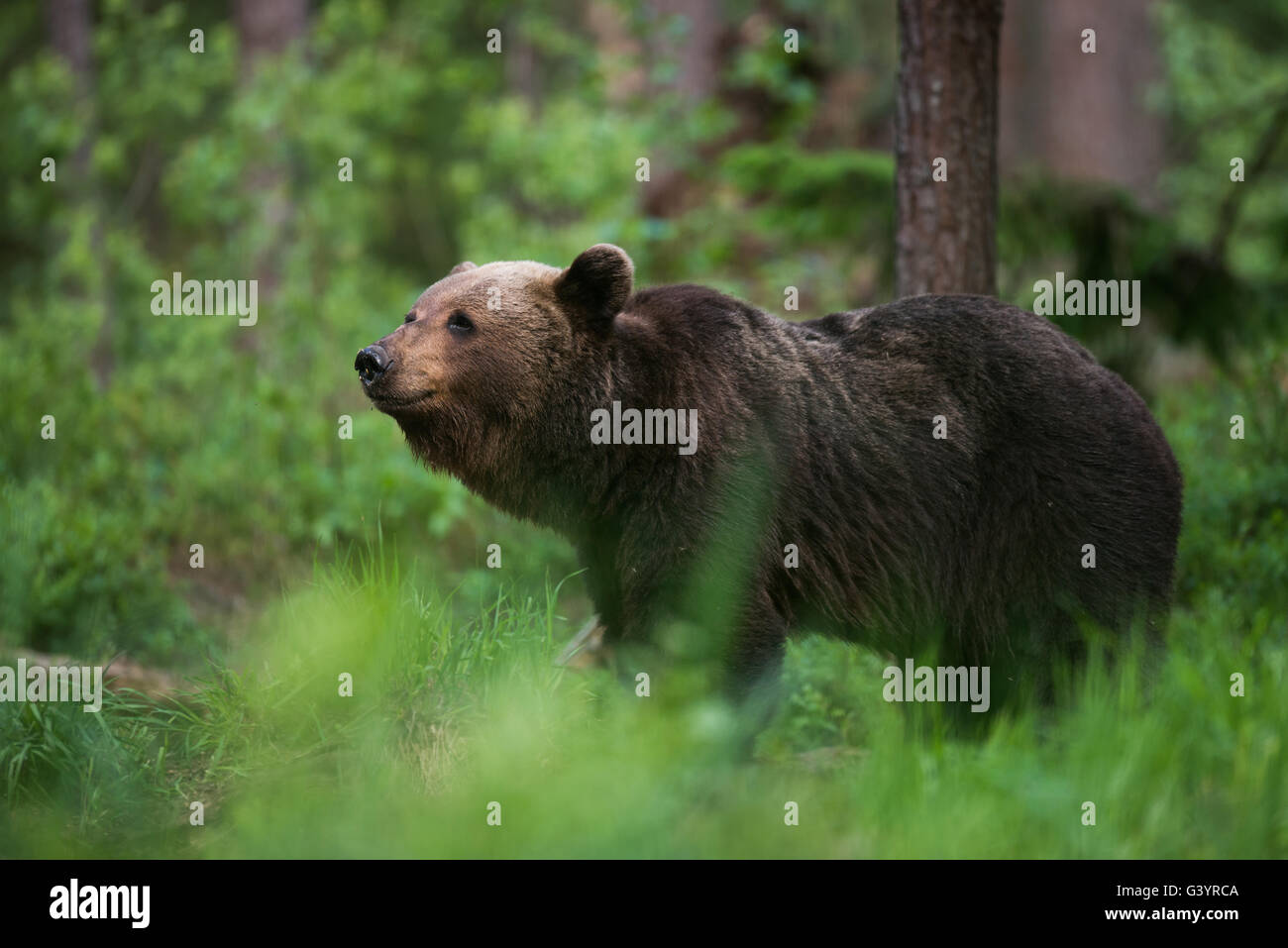 European Brown bear (Ursus arctos) in the forest in Estonia Stock Photo ...
