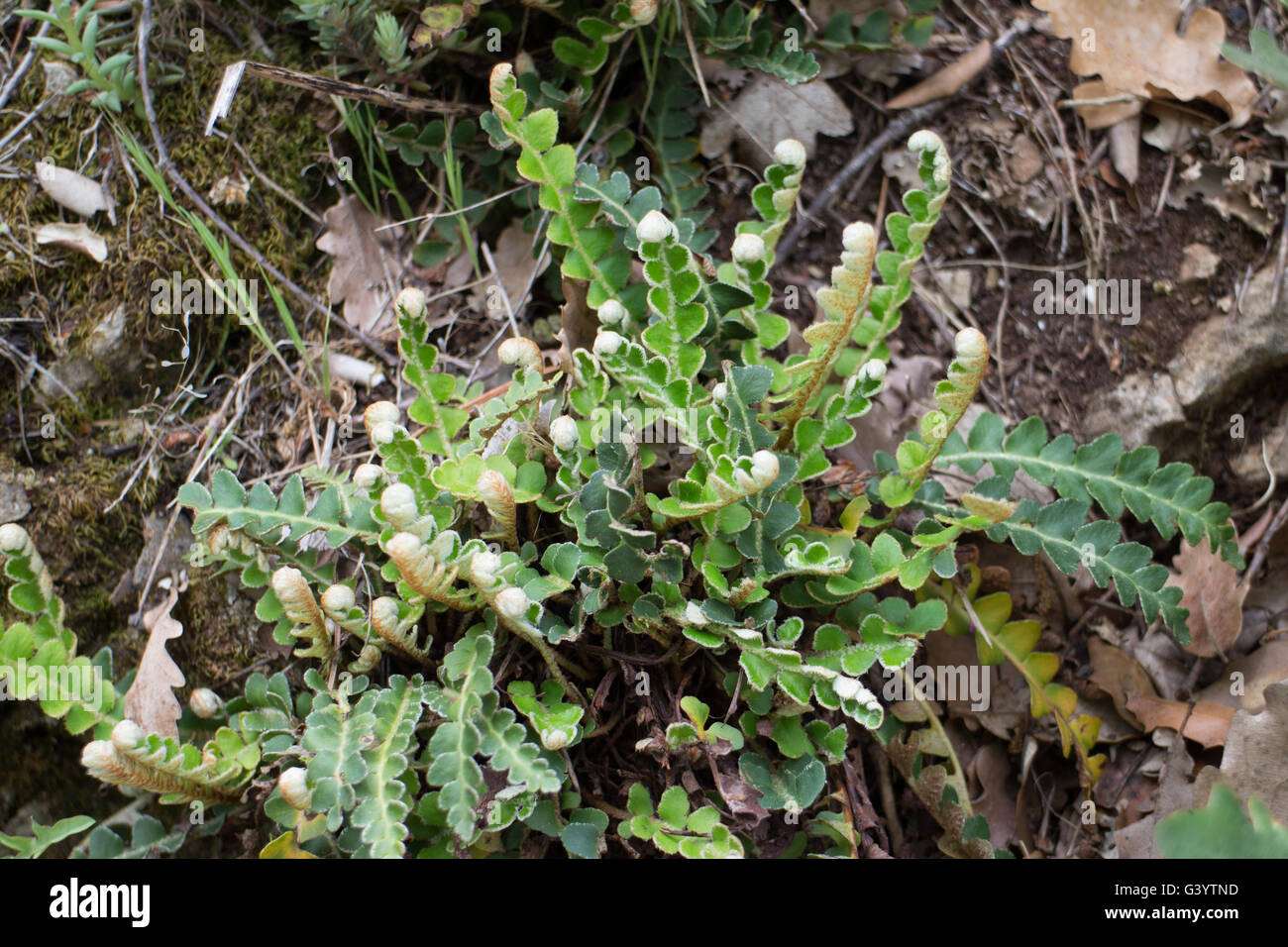 officinarumAsplenium ceterach subsp. ceterach Stock Photo