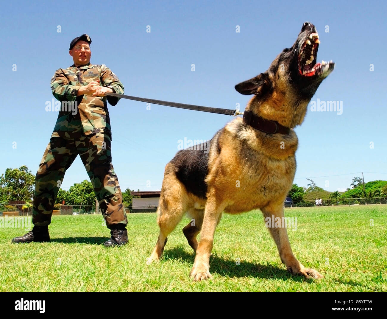 A military working dog shows his teeth as his handler holds him back. Stock Photo