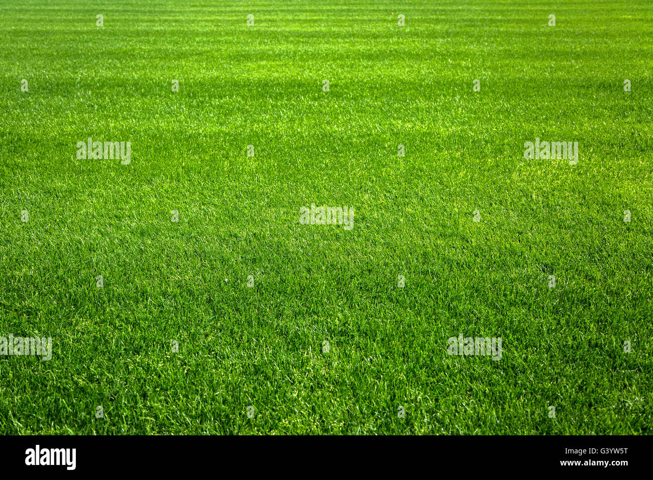 Close up view at green grass background Stock Photo