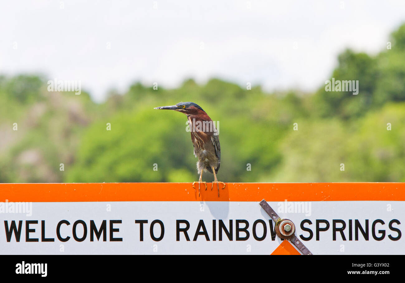 Green Heron sitting atop the welcome to Rainbow Springs Sign along the Rainbow River in Dunnellon Florida Stock Photo