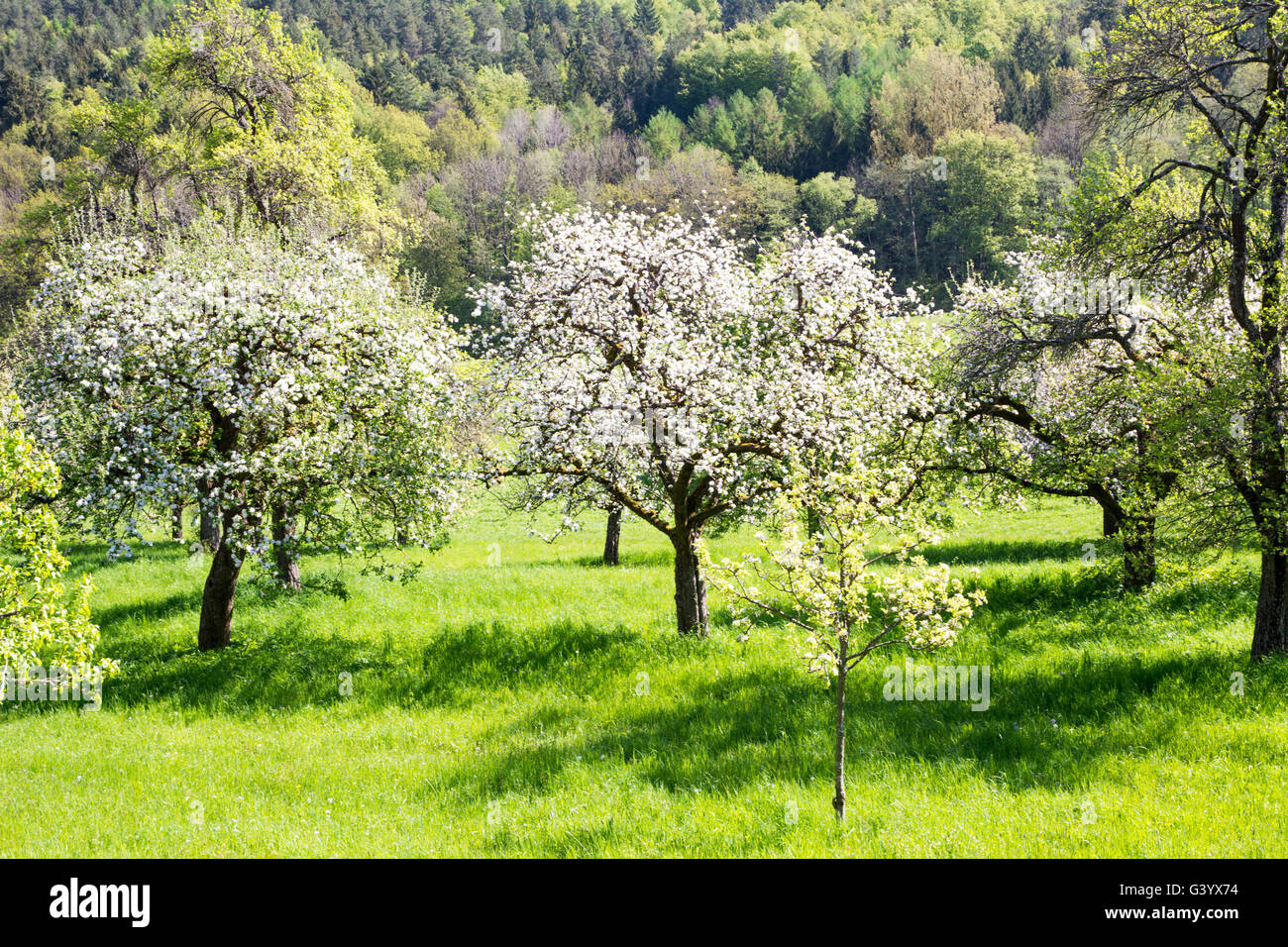 Landscape with a meadow and flowering fruit trees Stock Photo - Alamy