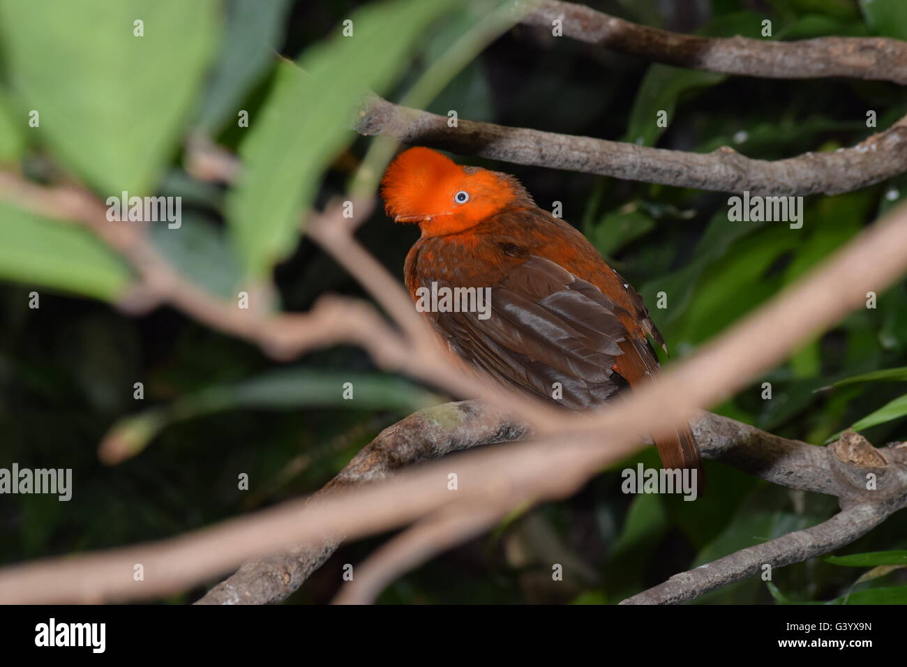 tropical bird, orange/red bird, jungle bird, zoo Stock Photo