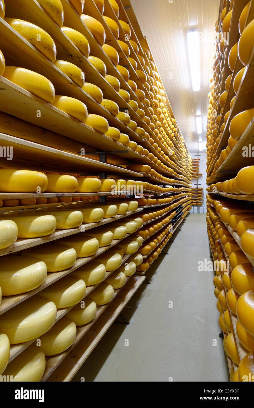 https://c8.alamy.com/comp/G3YXDF/gouda-cheese-aging-at-mountainoak-cheese-factory-a-farmstead-cheese-G3YXDF.jpg