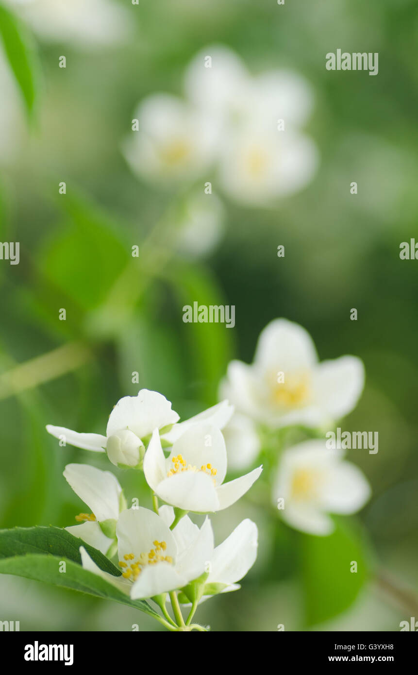 Jasmine flower flowers plant leaf leaves hires stock photography and images Alamy