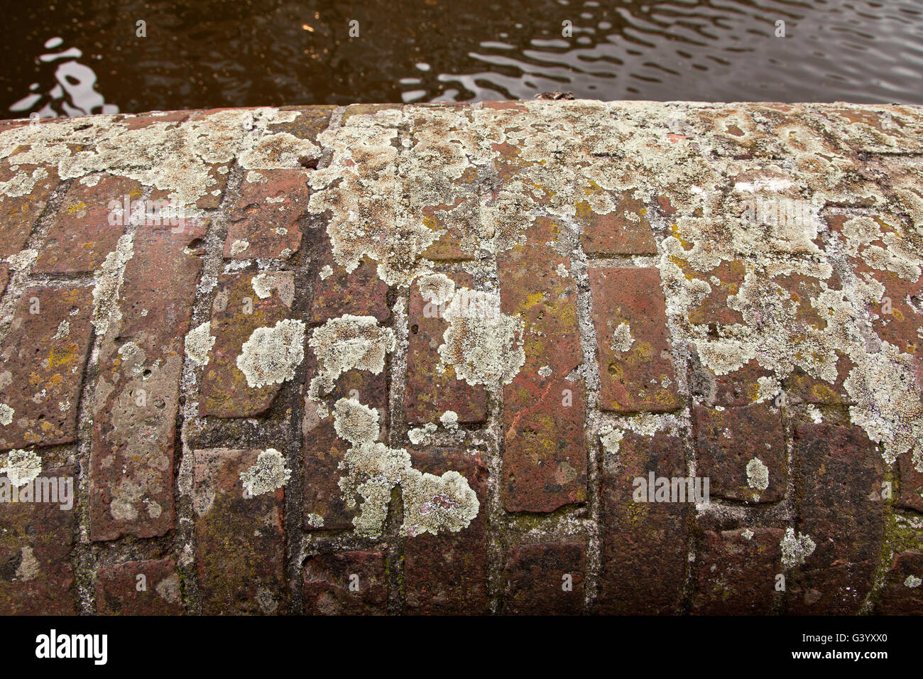 Mixed lichens growing on a canal side red brick wall, Amsterdam, Netherlands Stock Photo