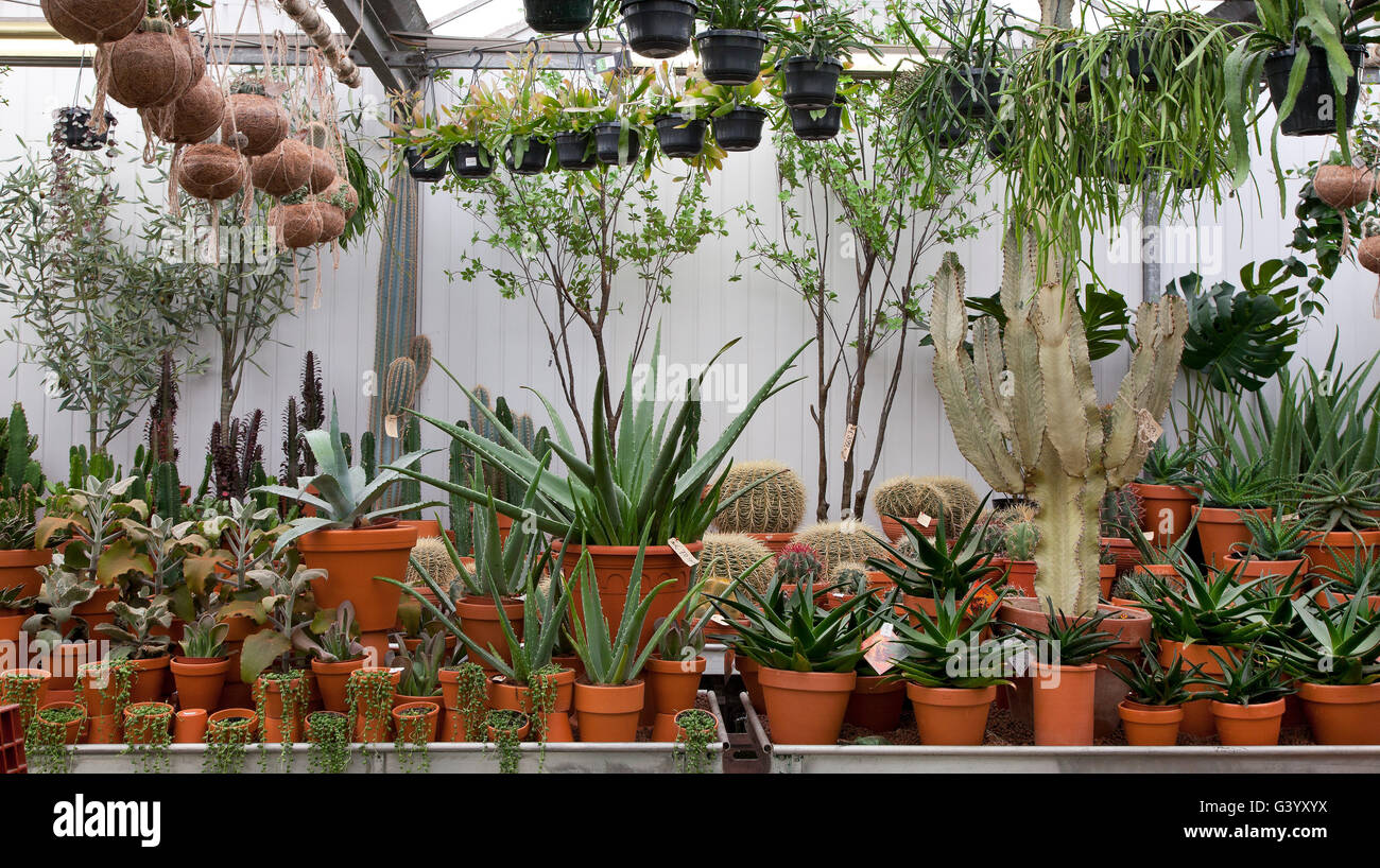 A mixed variety of cacti and succulents on sale in a garden centre Stock Photo