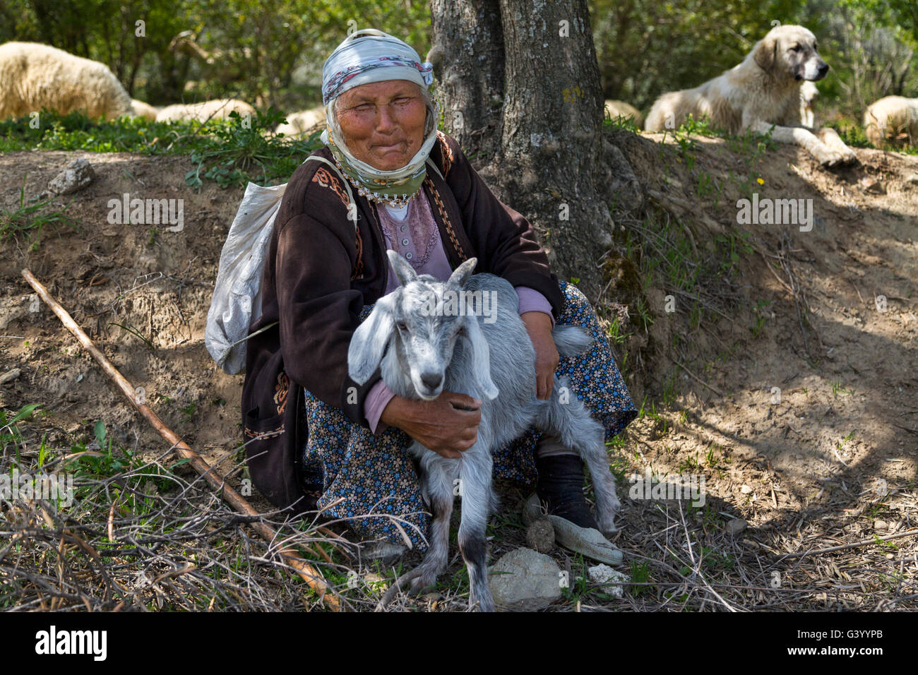 Elderly shepherdess holding her goat in the city of Aydin, in Turkey. Stock Photo