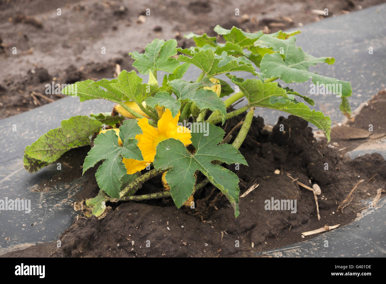Summer squash growing under plastic sheets on a northern Illinois farm