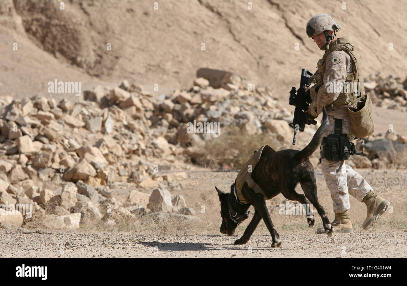 A soldier and his dog search an area for simulated explosives. Stock Photo