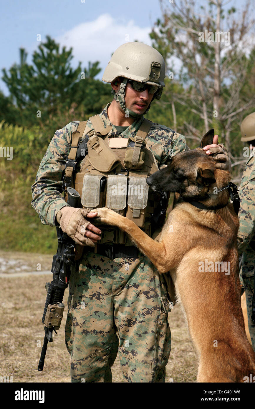 A dog handler gives positive reinforcement to his military working dog. Stock Photo