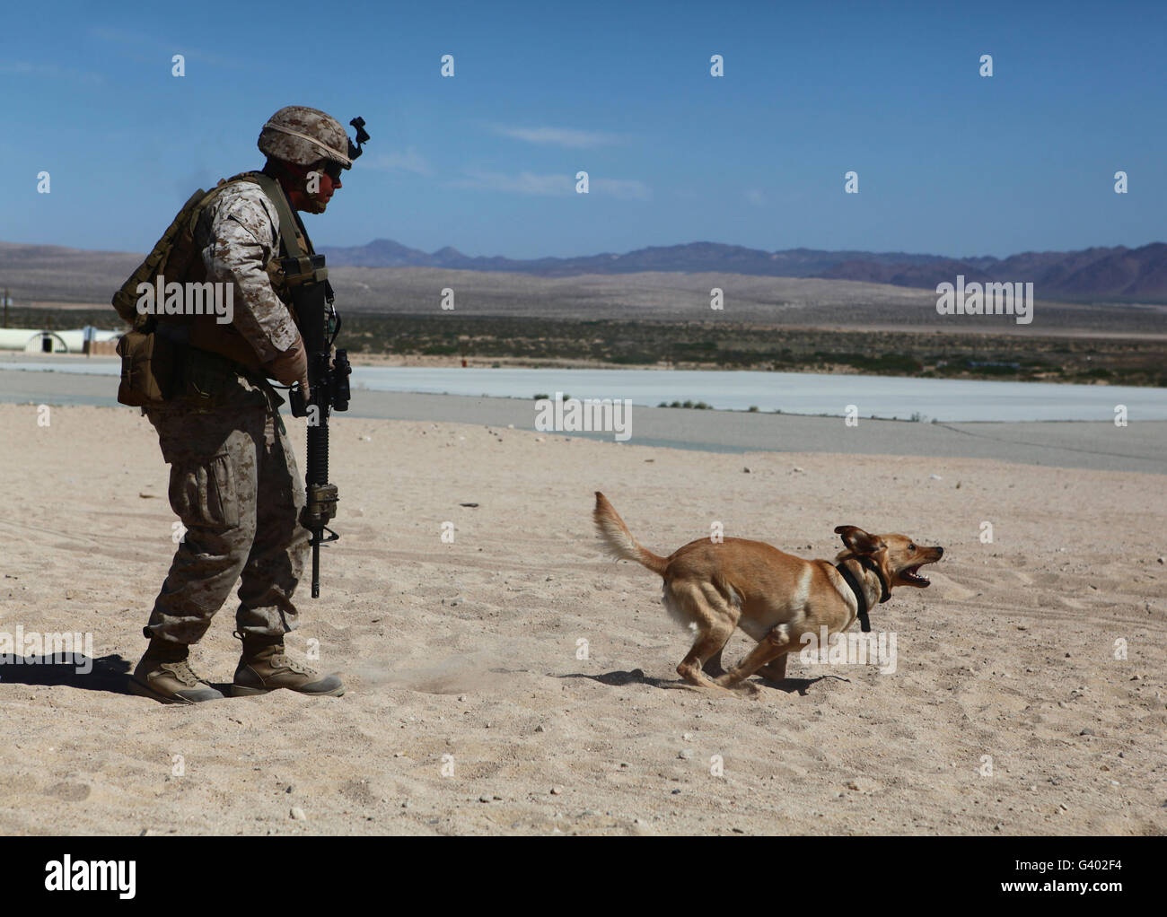 A dog handler conducts improvised explosive device training. Stock Photo