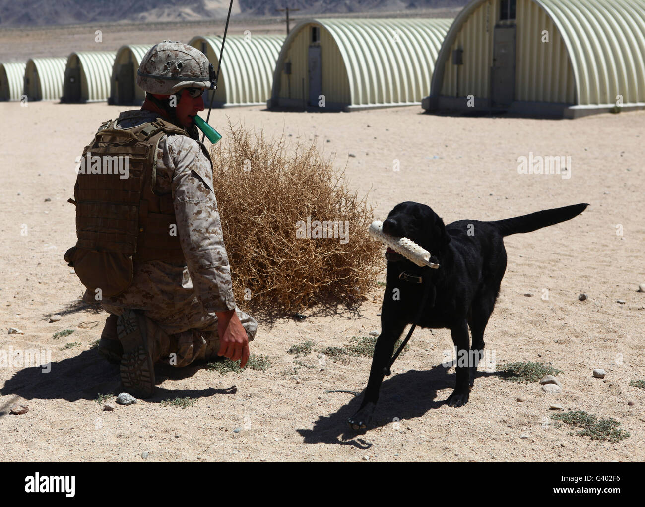 A dog handler calls over a black labrador while training. Stock Photo