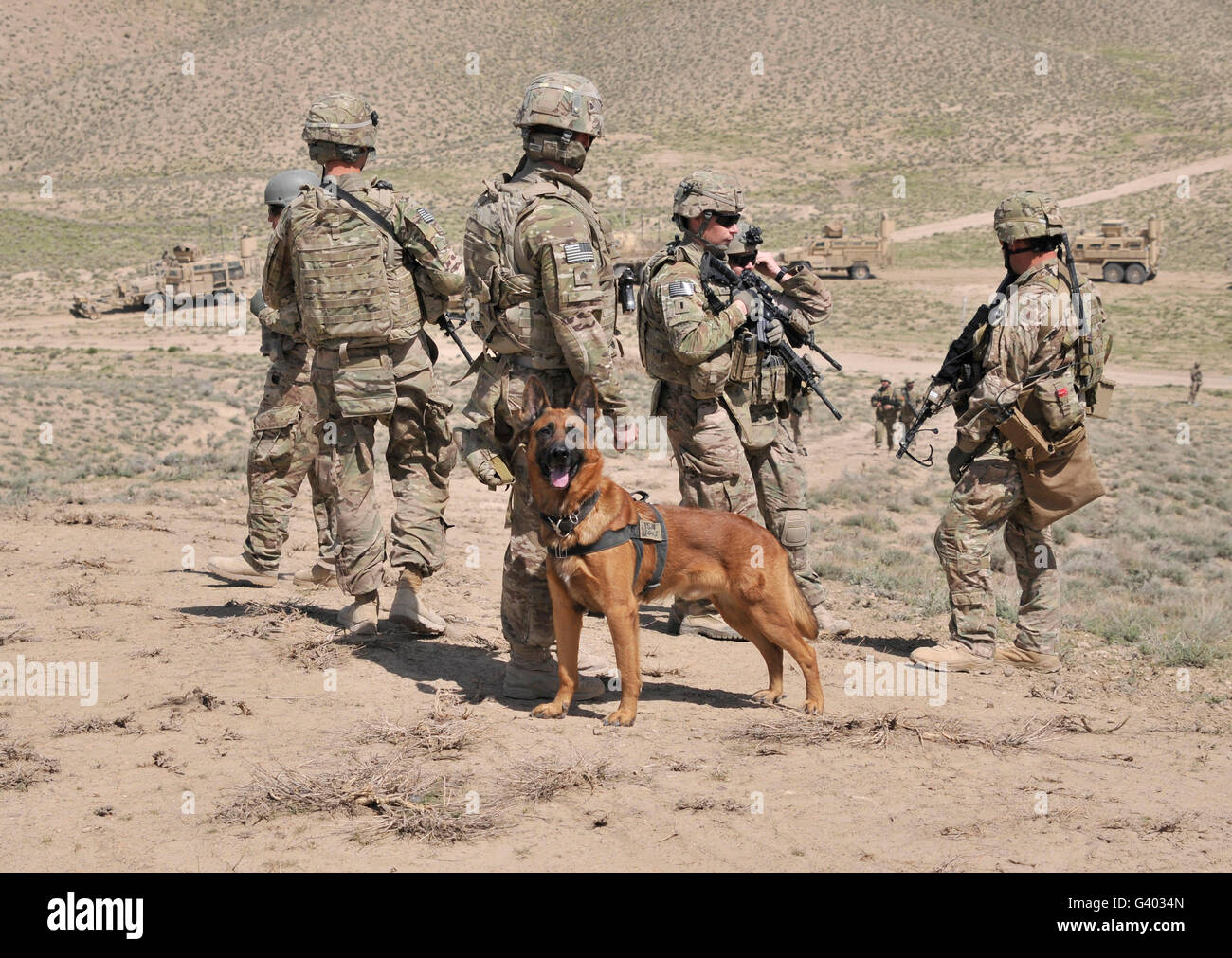 A military working dog accompanies U.S. Soldiers. Stock Photo