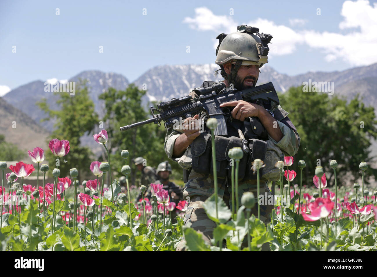 An Afghan National Army soldier patrols through a poppy field. Stock Photo