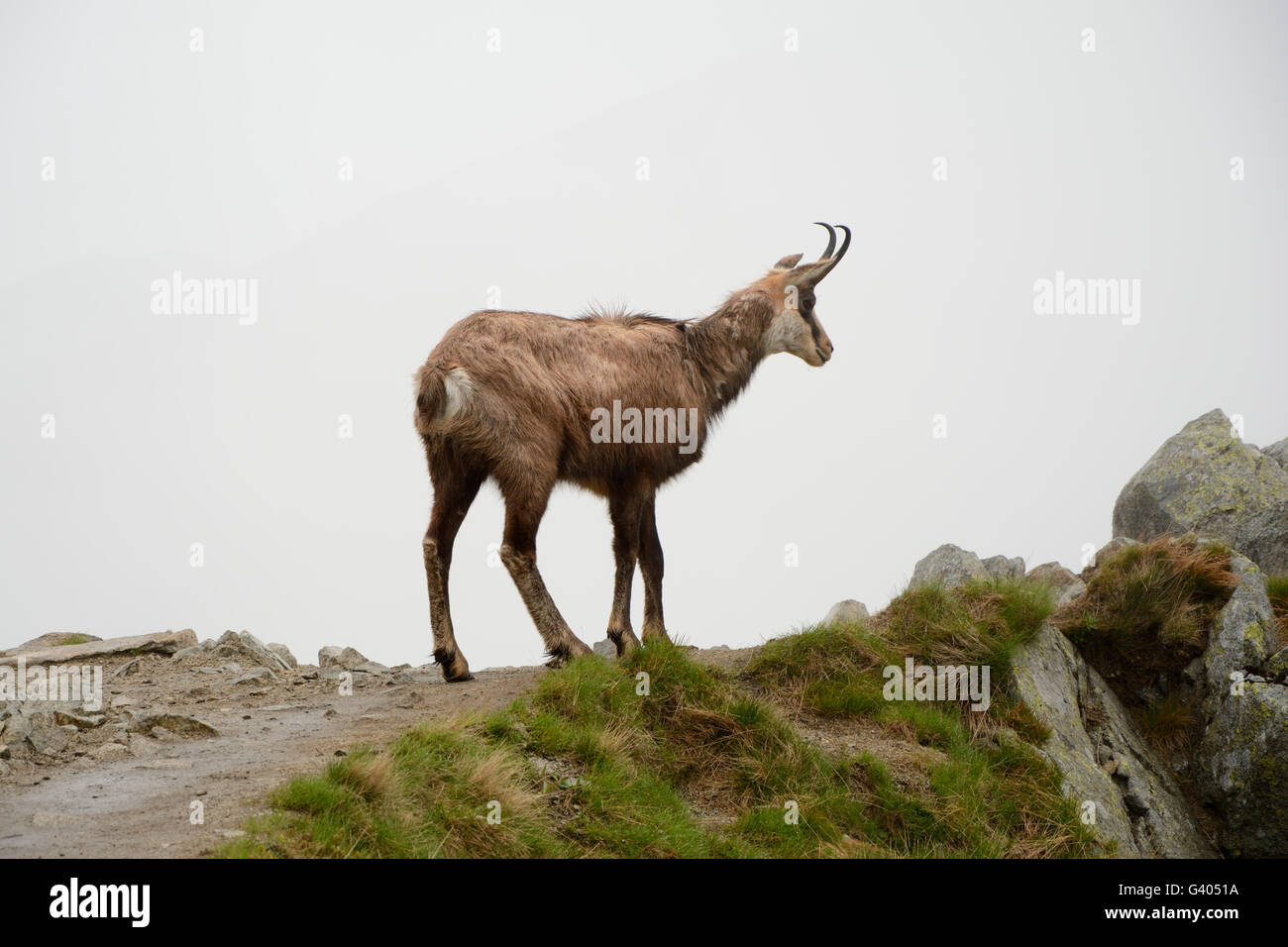 On the trail of the chamois