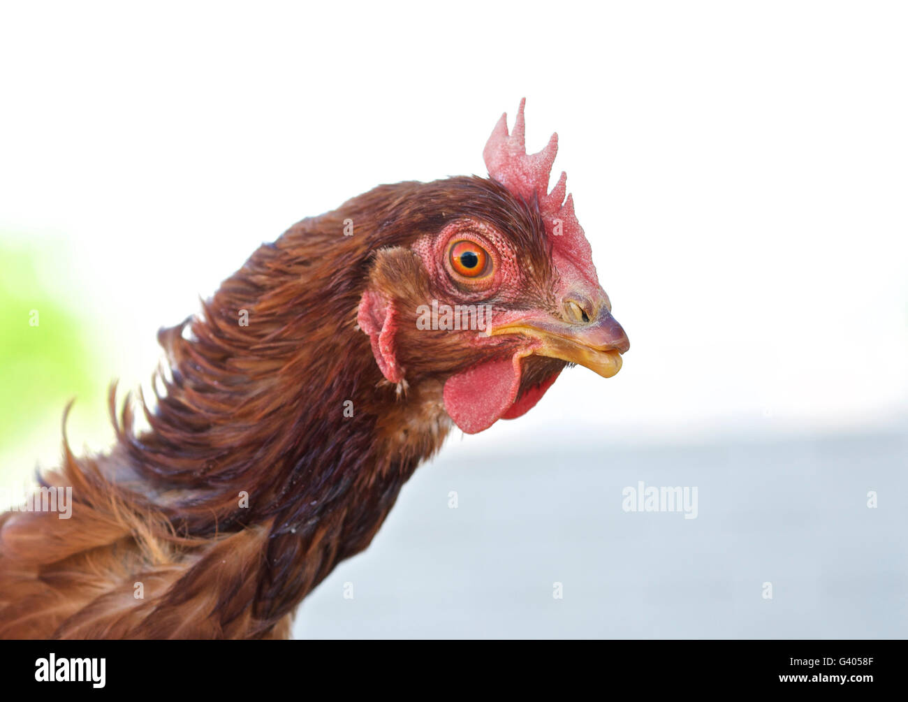 Chicken Head Stock Photo Alamy