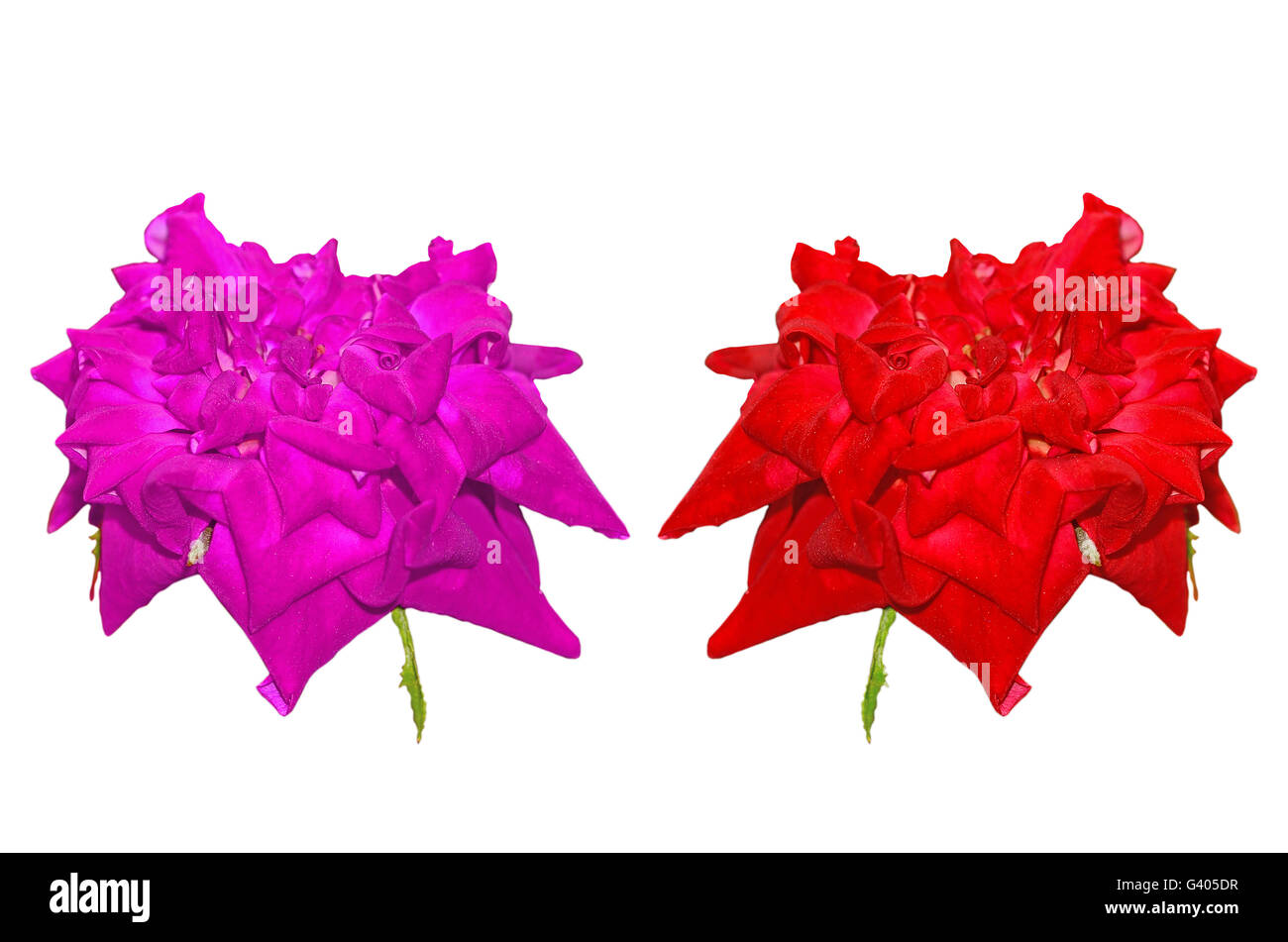 beautiful rose isolated on white background Stock Photo - Alamy