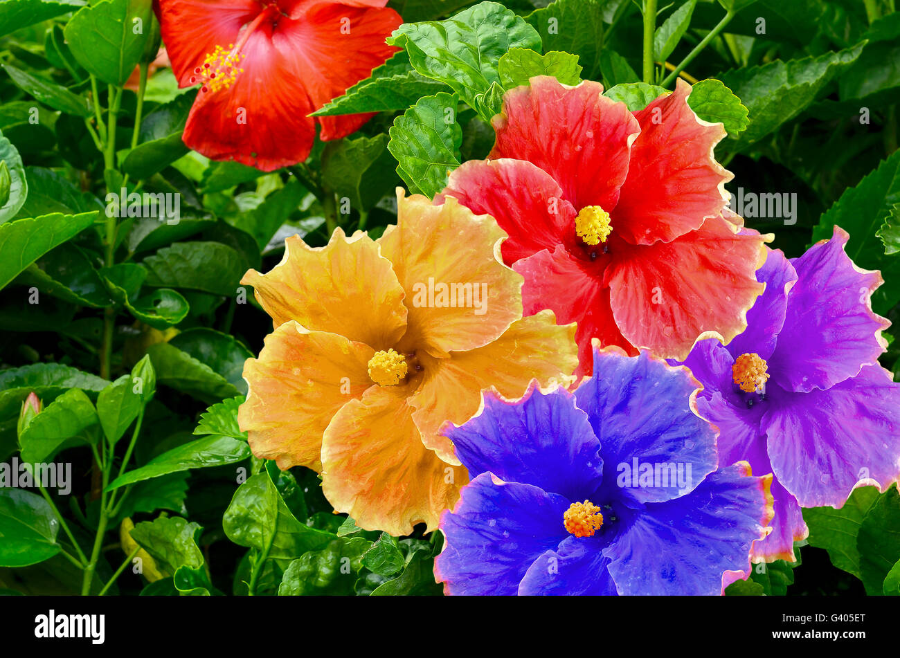 Hibiscus flower tree hi-res stock photography and images - Alamy
