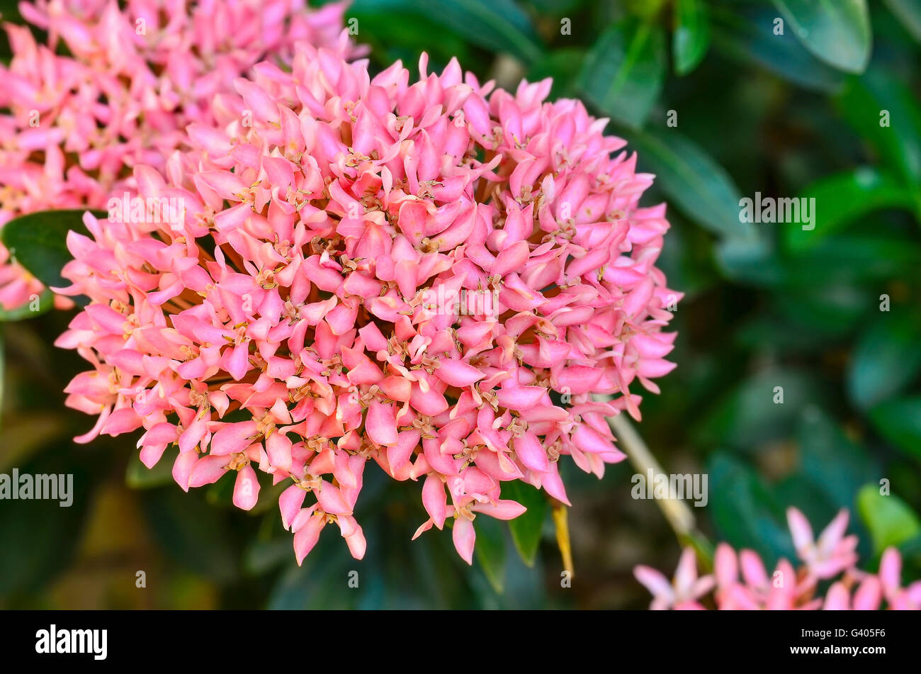 India flower tree white hires stock photography and images Alamy