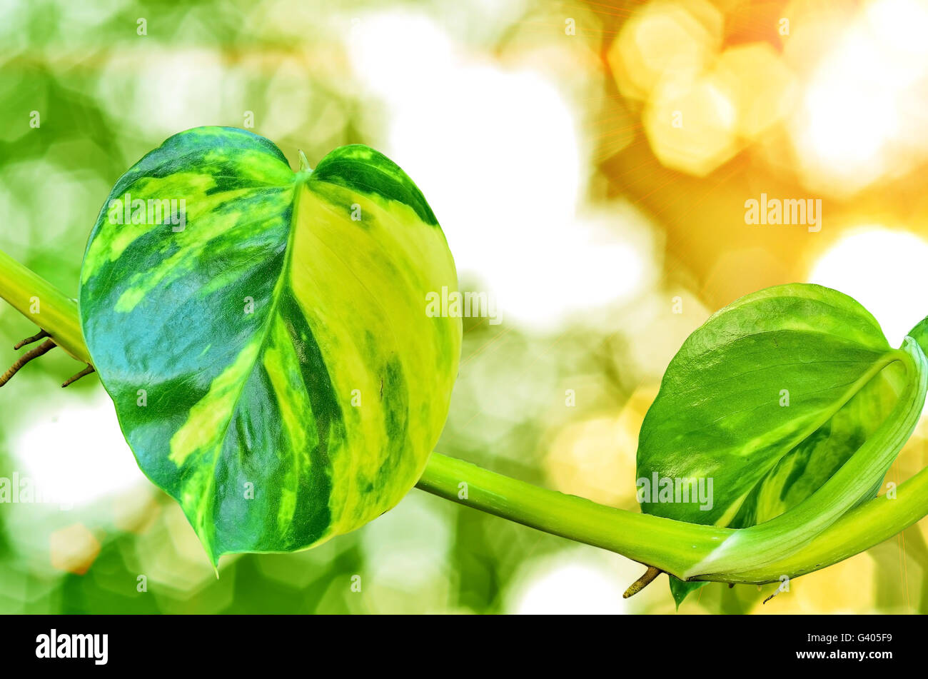 pothos leaf back side in green nature background Stock Photo