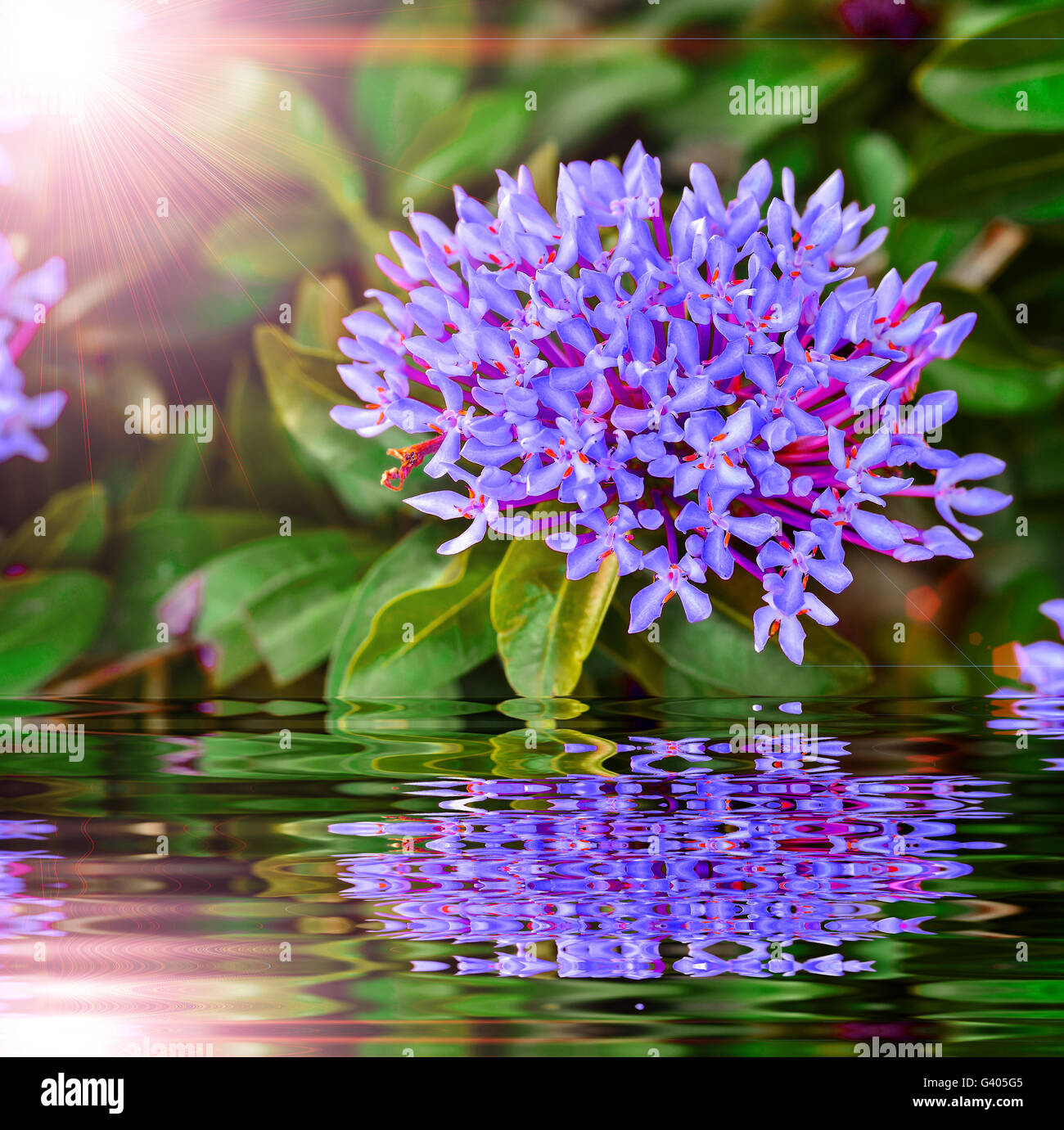 Violet spike flower blooming on tree and sun light with reflect Stock Photo
