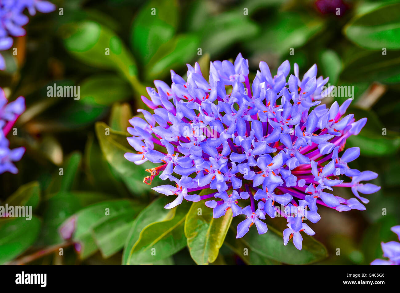 Violet spike flower blooming on tree Stock Photo