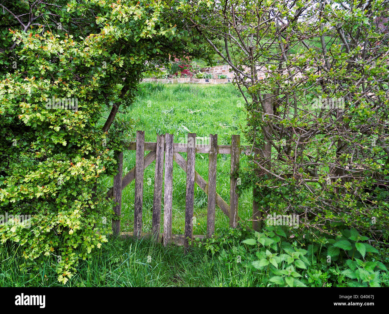 Wooden Gate Famed in a green Hedge Stock Photo
