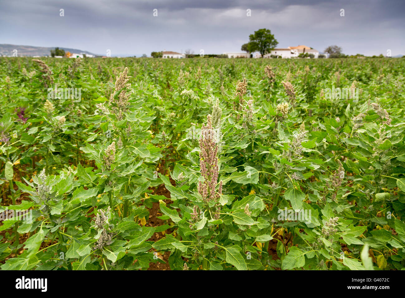 Quinoa plants field (Chenopodium quinoa) in Antequera Malaga, Andalusia Southern Spain, Europe Stock Photo