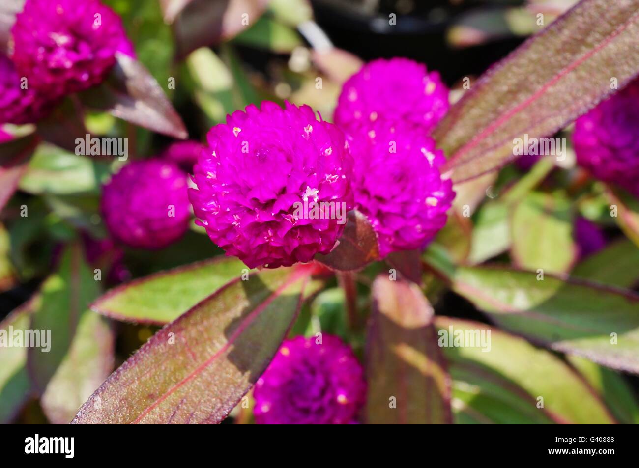 Pink Gomphrena Globosa globe amaranth flowers Stock Photo