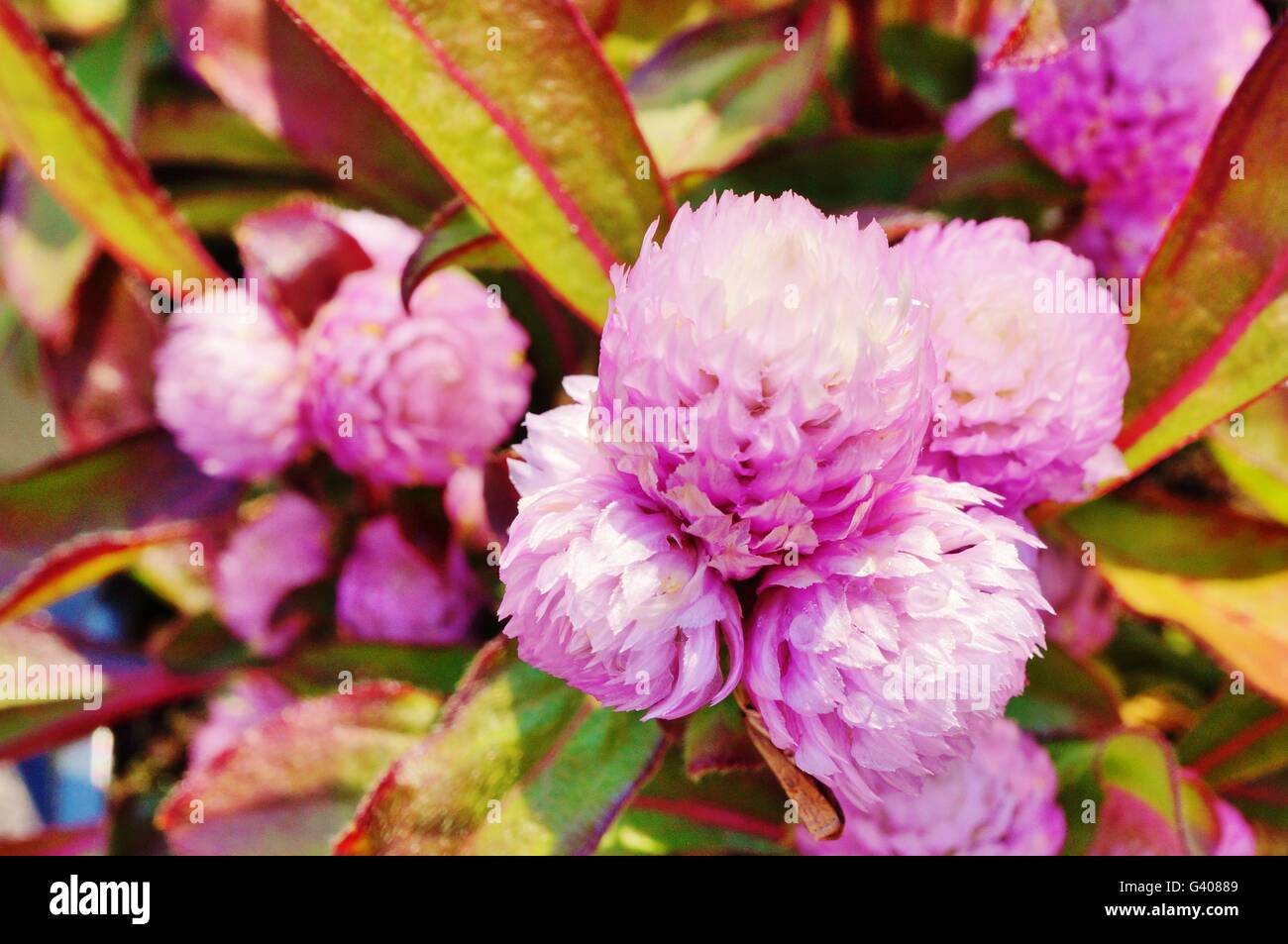 Pink Gomphrena Globosa globe amaranth flowers Stock Photo