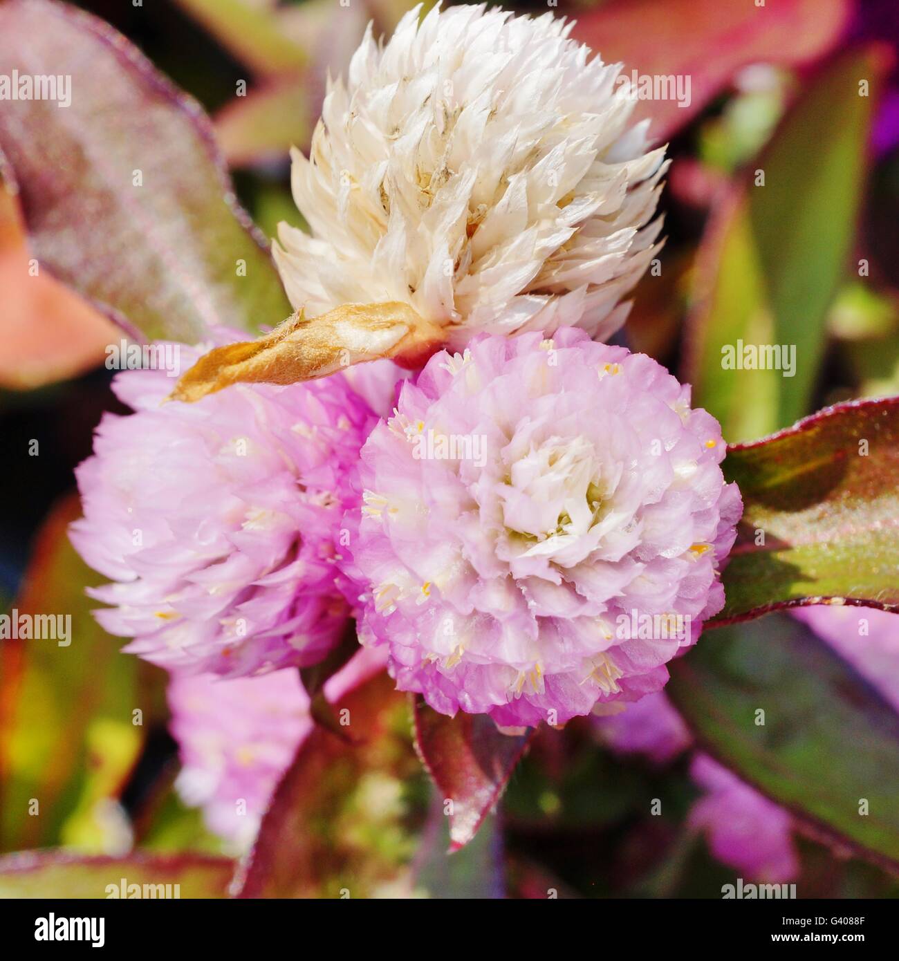 Pink Gomphrena Globosa globe amaranth flowers Stock Photo