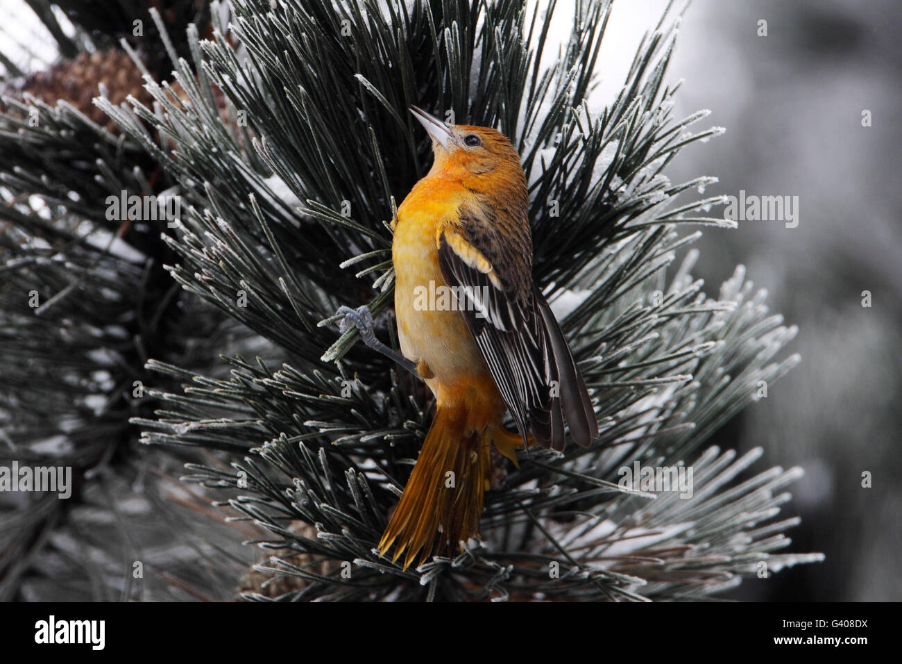 Baltimore oriole (Icterus galbula) in winter weather, the Netherlands