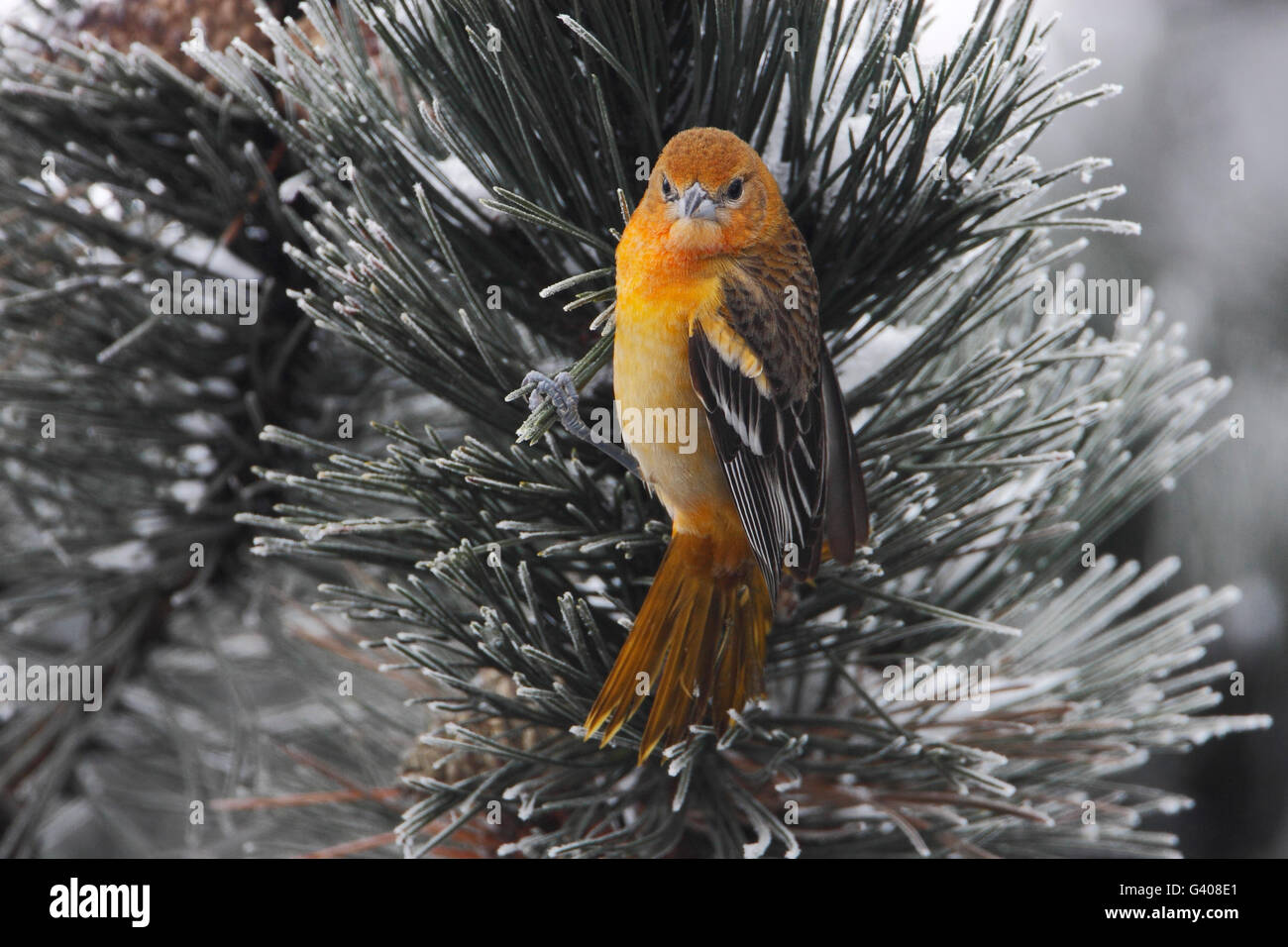 Baltimore oriole (Icterus galbula) in winter weather, the Netherlands