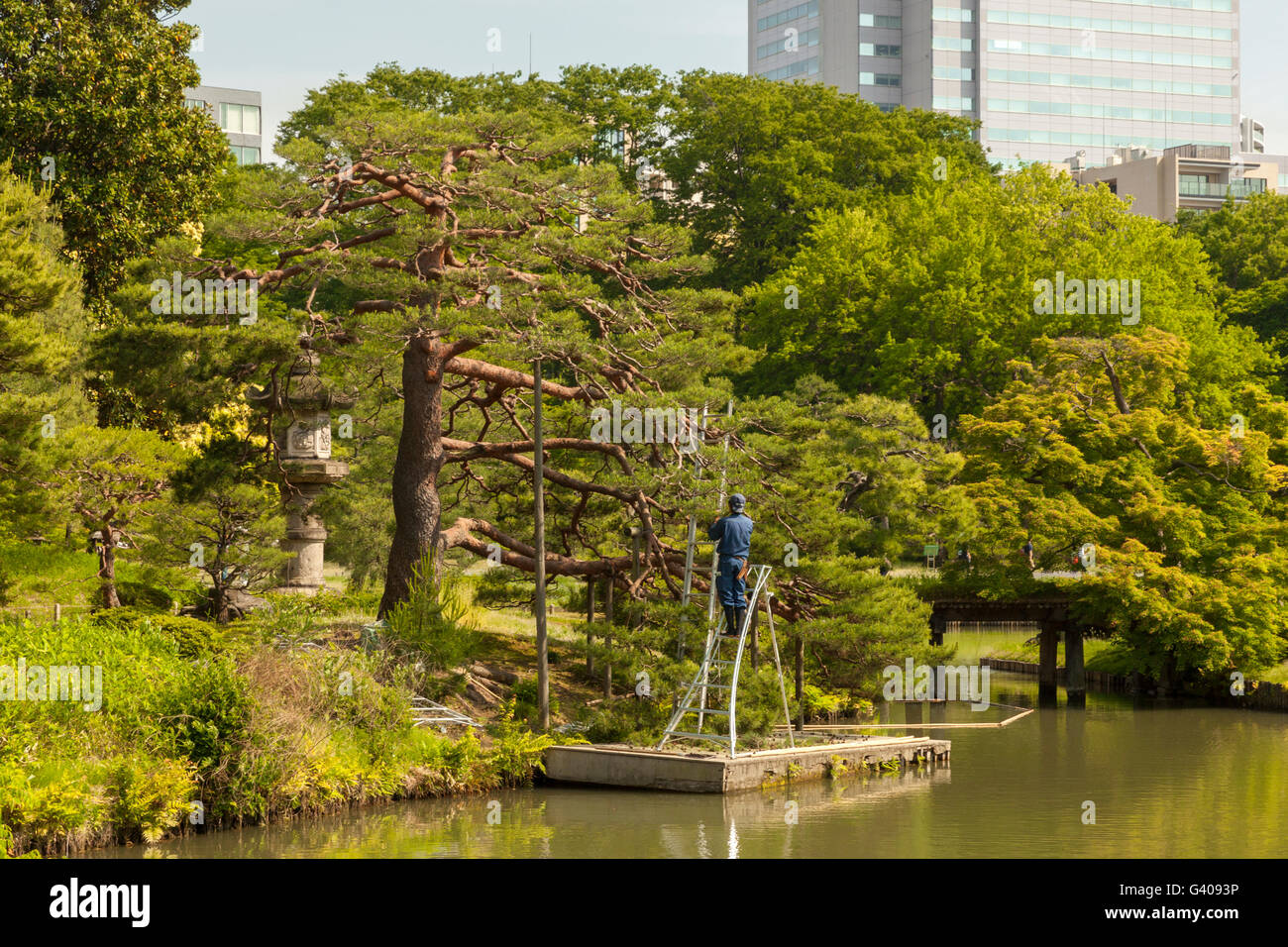 Japanese gardeners trimming trees Stock Photo