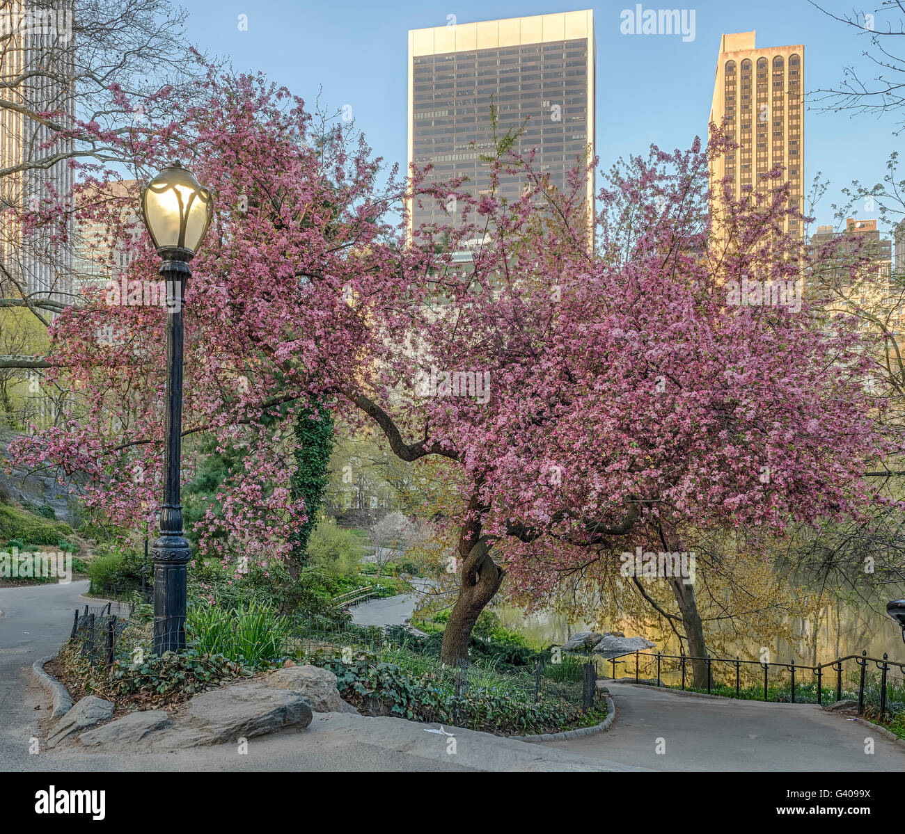 Central Park, New York City with flowering trees in spring Stock Photo ...