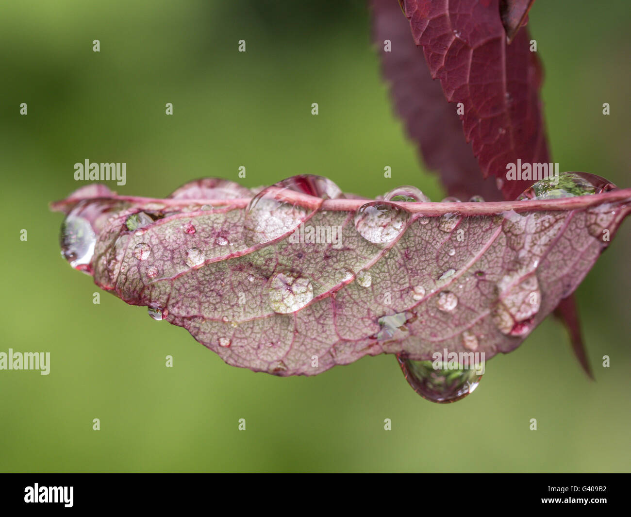 Water drops on leafs in spring after fresh rain Stock Photo