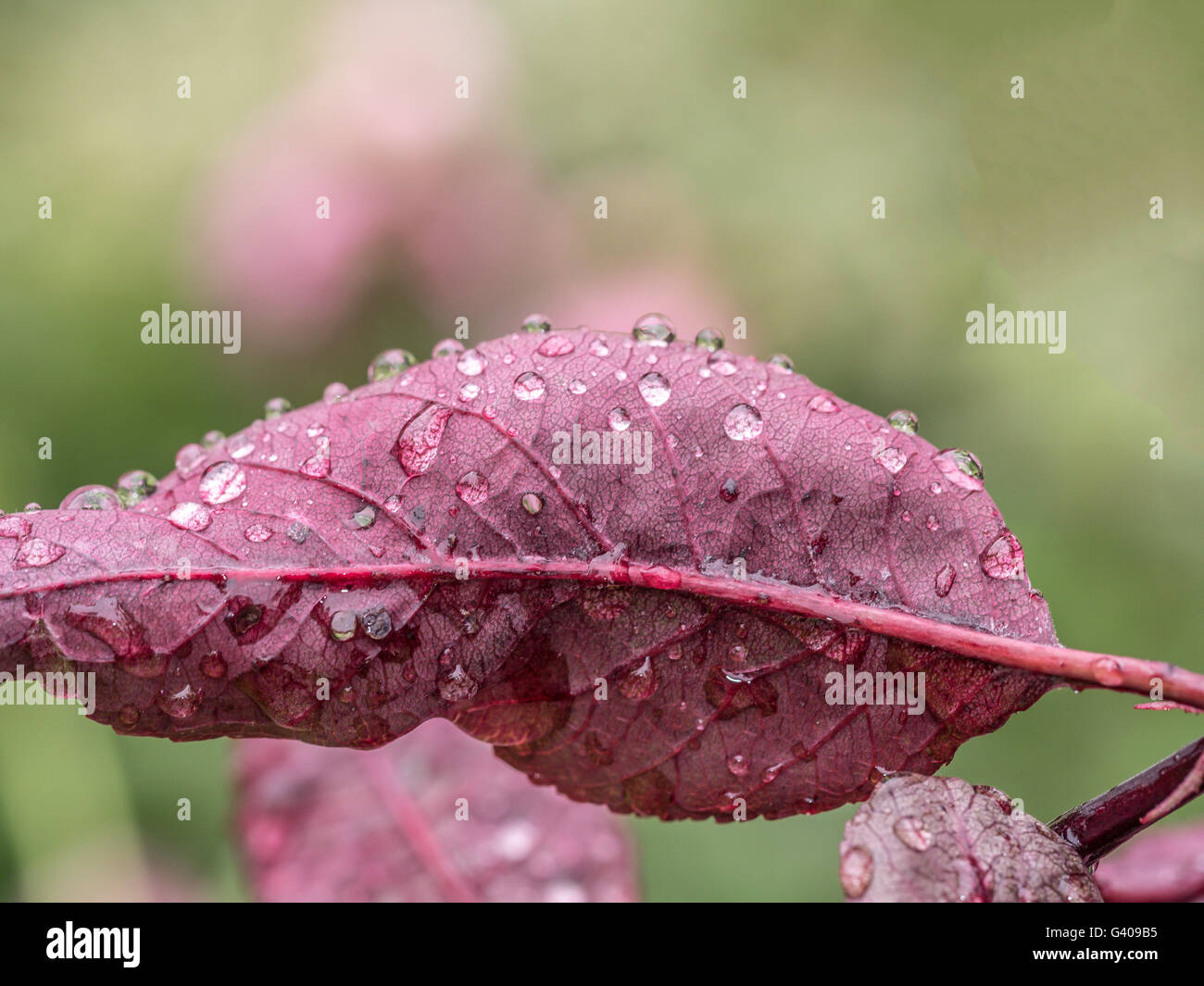 Water drops on leafs in spring after fresh rain Stock Photo