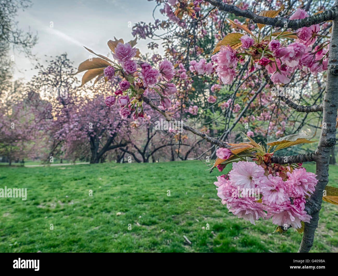 Central Park, New York City in early morning with Japanese Cherry trees ...