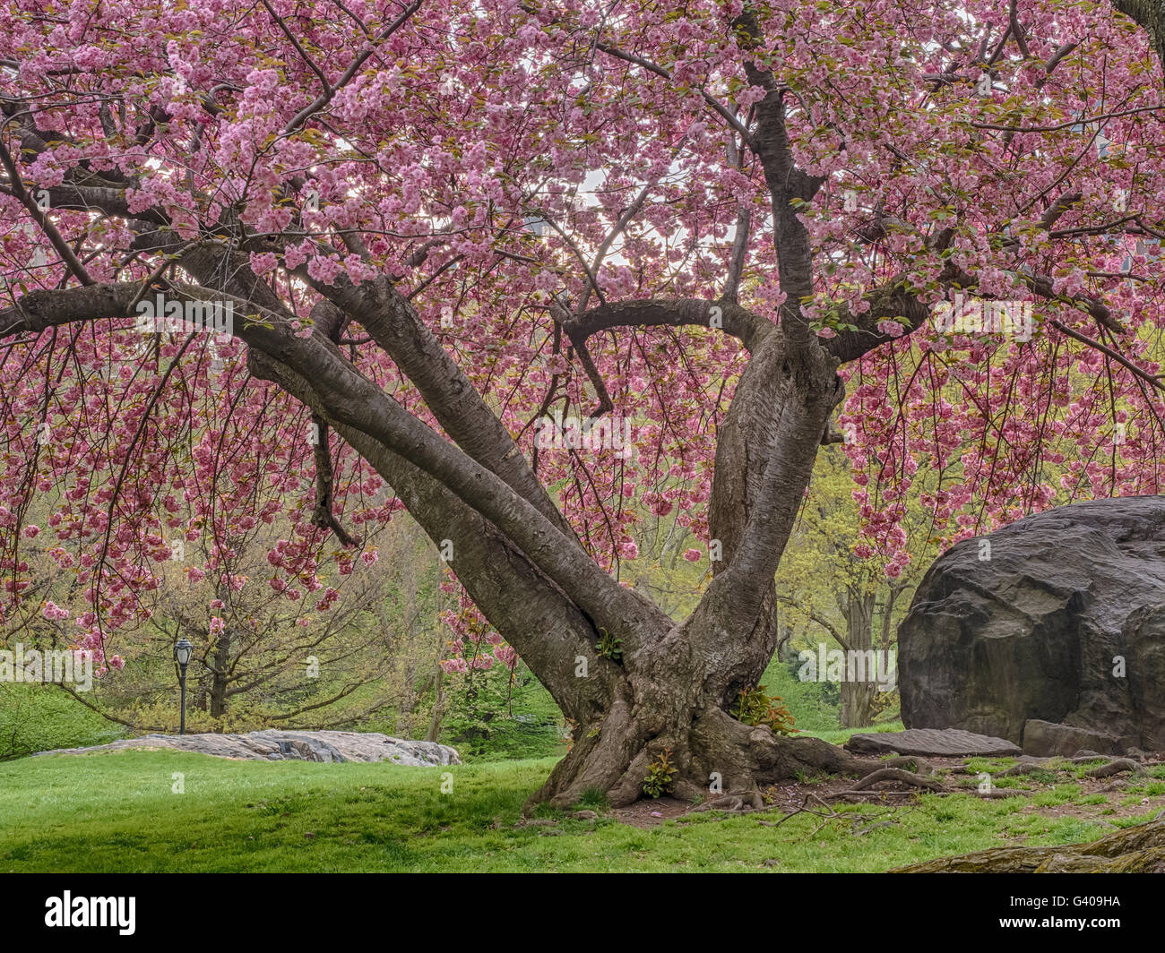 Prunus serrulata or Japanese Cherry; also called Hill Cherry, Oriental Cherry or East Asian Cherry, is a species of cherry nativ Stock Photo