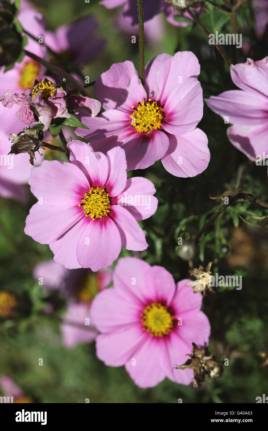 Close up of Pink Cosmos bipinnatus or known as Mexican Aster, Cut Leaf Cosmos  in full bloom Stock Photo