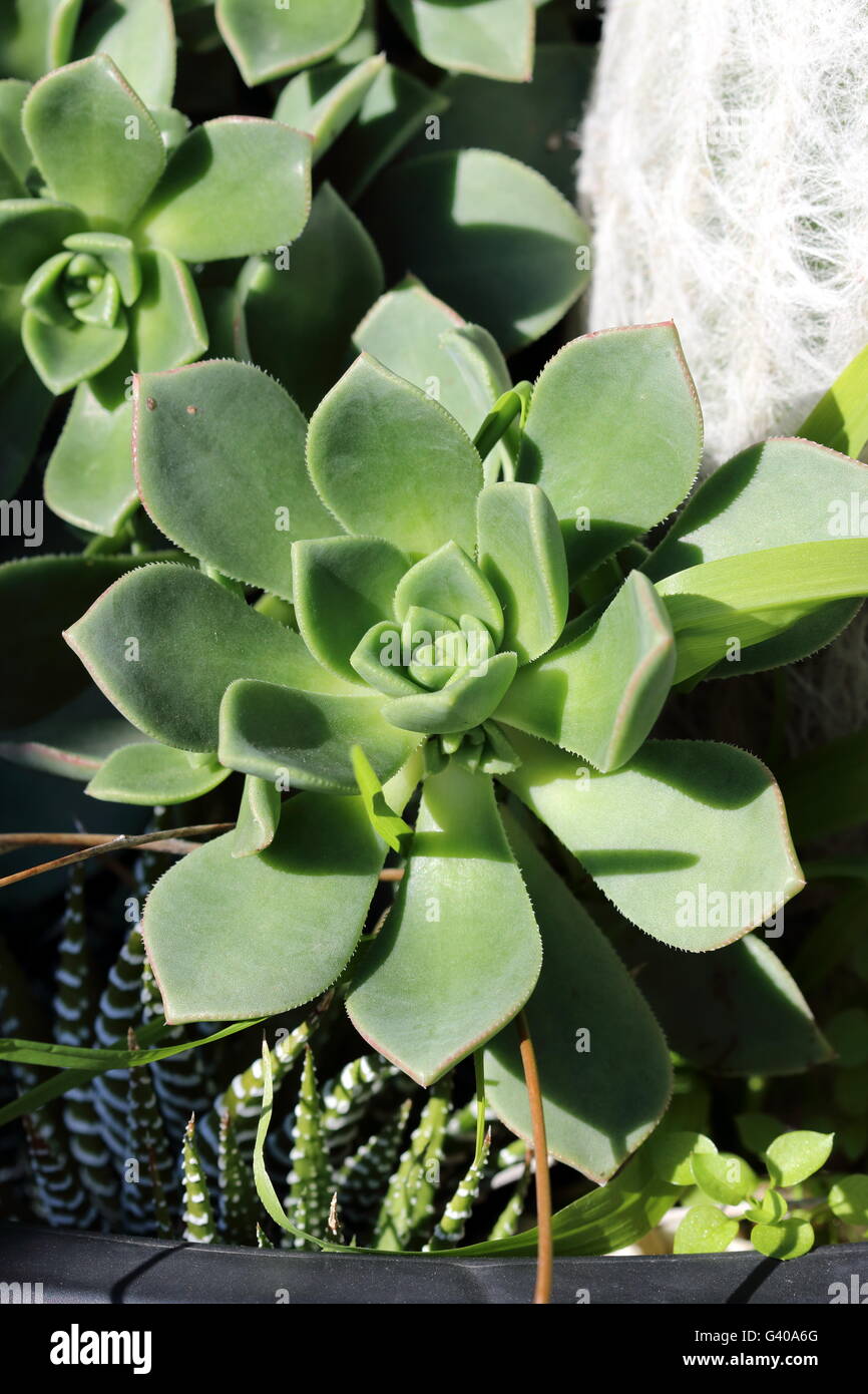 Close up of Aeonium  mascaense succulent Stock Photo