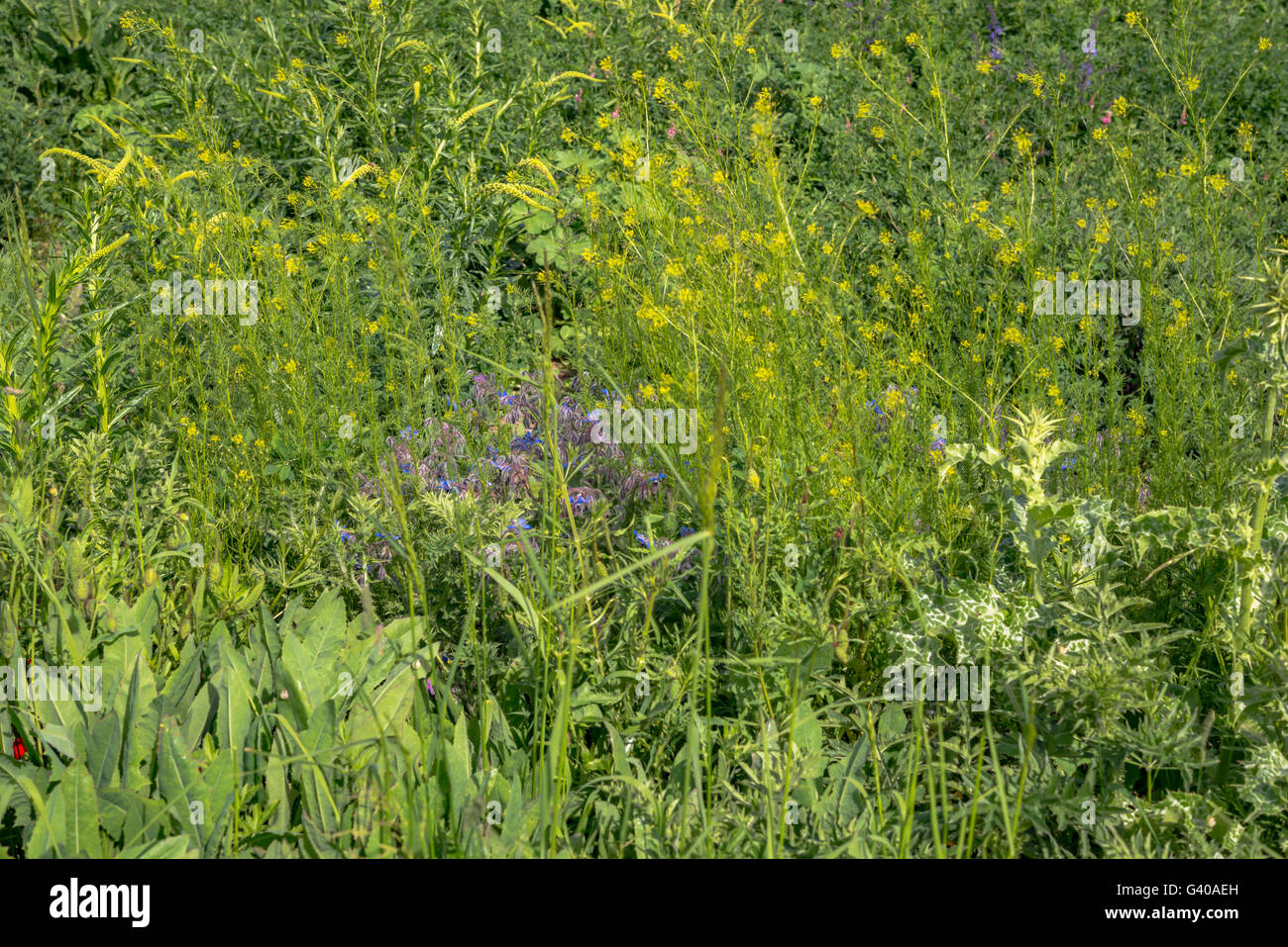 Green grass in the field Stock Photo