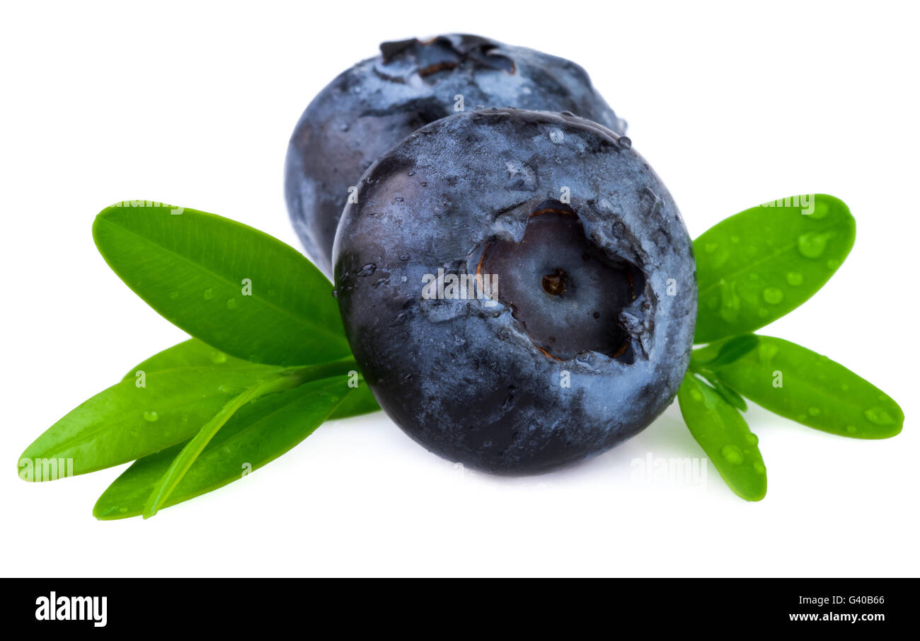 Blueberries closeup. Two blueberries isolated on white. Stock Photo