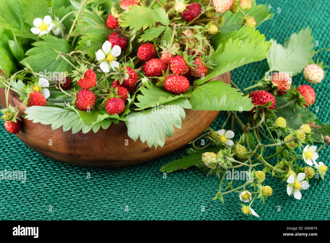 Wild strawberries on green jute fabric. Bowl with woodland strawberries on rustic background. Stock Photo
